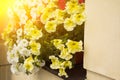 An outside basket filled with yellow and white flowers Royalty Free Stock Photo