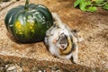 Kitten Beside Pumpkin Rolling Over