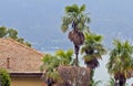 Outside facade garden with palm tree in some tropic country