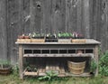 Outside gardening table with plants. Royalty Free Stock Photo