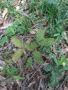 Outside greenery foliage grasses leaves