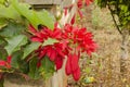 Poinsettia Branch Hanging Over