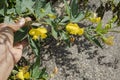 Yellow Blossoms Of Pigeon Peas Royalty Free Stock Photo