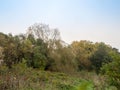 outside nature blue sky green foliage landscape autumn bare tree