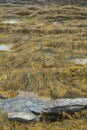 Outside nature photo featuring rocks covered in yellow green sea weed