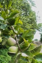 Outside nature photo featuring - up close apples and a distant path