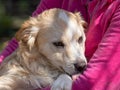 Outside portrait of a cute sand colored puppy dog snuggling in the arms of a person wearing a pink shirt. Royalty Free Stock Photo