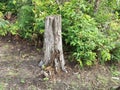 Outside, Rotted Tree Stump, Grass, Wild Flowers, outdoors, trees, Ferns