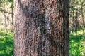 Outside the trunk of a pine tree, resin flows down the tree bark Royalty Free Stock Photo