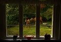 Outside the window stands a deer female, with her baby