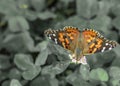 Outstanding Belle-Dame on a Clover Flower