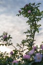 An outstanding branch of a wild rose in the light of the setting sun against the sky Royalty Free Stock Photo