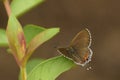 Outstanding click of sorrel sapphire heliophorus sena butterfly sitting on green leaf.