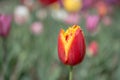 Colorful tulip flower bloom in the garden Royalty Free Stock Photo