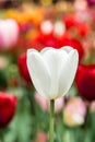 Colorful tulip flower bloom in the garden Royalty Free Stock Photo