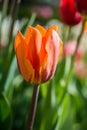 Colorful tulip flower bloom in the garden Royalty Free Stock Photo