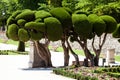 Outstanding cypress trees in Retiro Park in Madrid, Spain Royalty Free Stock Photo