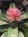 Outstanding flower of Aechmea fasciata or Silver vase bromeliad.