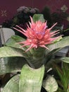 Outstanding flower of Aechmea fasciata or Silver vase bromeliad.