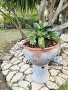 Outstanding Neoregelia plant in Thailand.