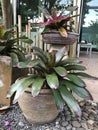 Outstanding Neoregelia plant in Thailand.