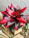 Outstanding Neoregelia plant in Thailand.