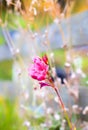 Outstanding pink flower, a real beauty