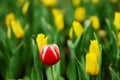 Outstanding red&white tulip
