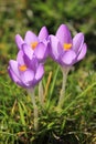 Outstanding shot of purple blossomed spring crocuses during daytime