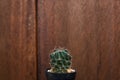 An outstanding small cactus wooden background.