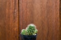An outstanding small cactus wooden background.