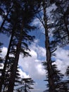 An outstanding snapshot of Deodar conifer trees with white clouds in the sun in blue sky