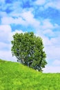 Outstanding solo tree with blue skies and green grass