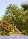 Specimen informal upright Lonicera bonsai