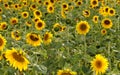 Outstanding sunflower Royalty Free Stock Photo