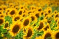 Outstanding sunflower Royalty Free Stock Photo