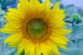 Outstanding sunflower Royalty Free Stock Photo