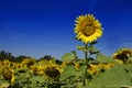 Outstanding Sunflower farm with day light and blue sky Royalty Free Stock Photo