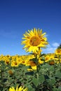 An outstanding sunflower Royalty Free Stock Photo