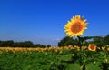 Outstanding Sunflower Royalty Free Stock Photo