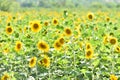 Outstanding sunflower seds Royalty Free Stock Photo