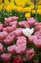 Outstanding white tulip among pink and yellow tulip