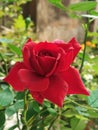 Outstandingly Beautiful Red Rose