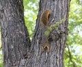 Alarmed red fox squirrel sprawled on tree