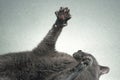 Outstretched paws with grey cat claws Royalty Free Stock Photo