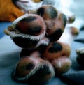 outstretched paws of mongrel dog, paw pads with black spots.