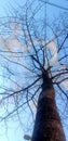 The Outum is finished,the tree tell the truth about winter. The sky through the tree is clear
