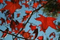 Outumn Leaves - Campos do Jordao Royalty Free Stock Photo