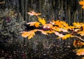 Outumn photo. A branch of leaves... Lake....