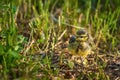 Ouzel chick